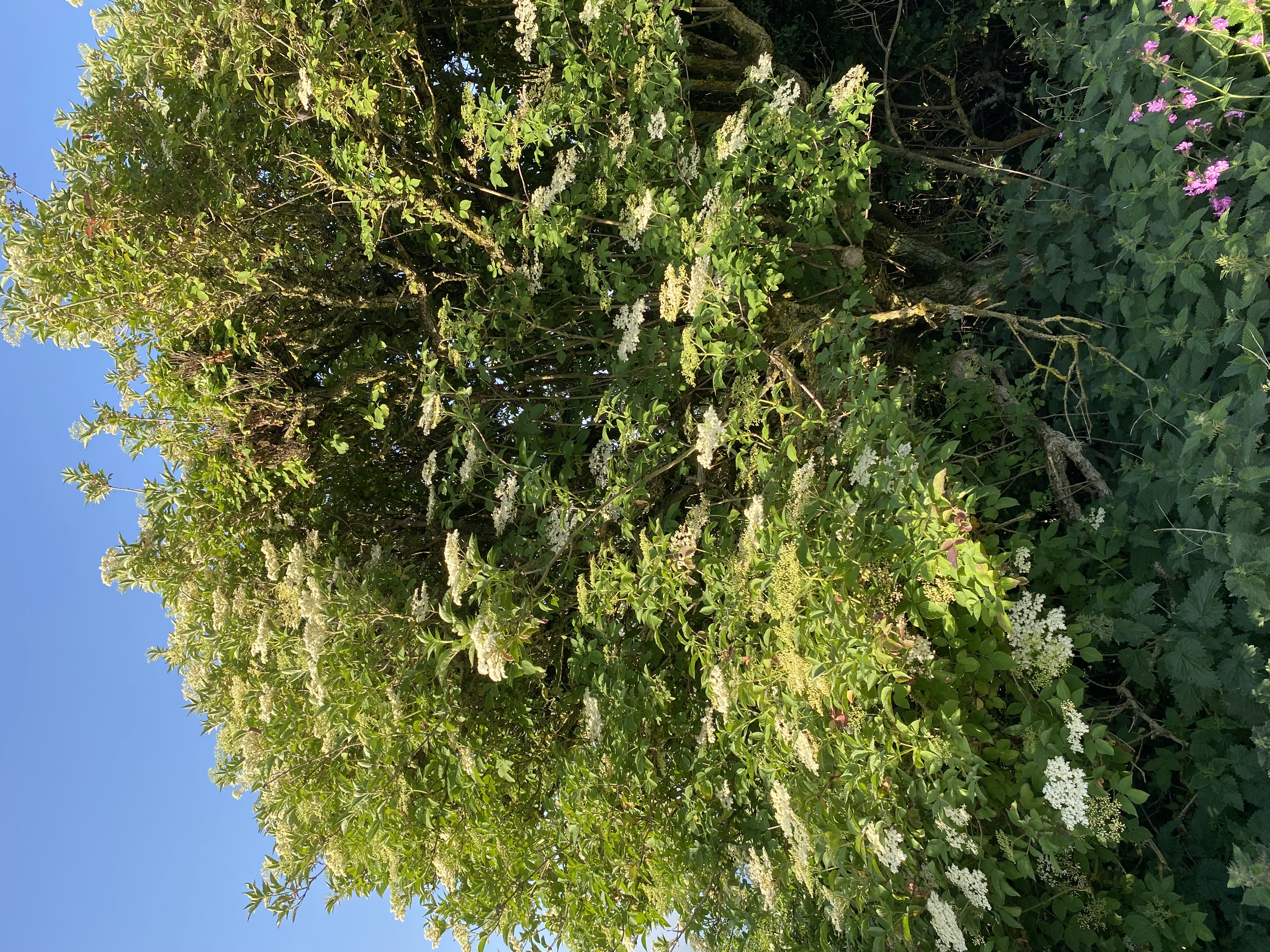 Elder