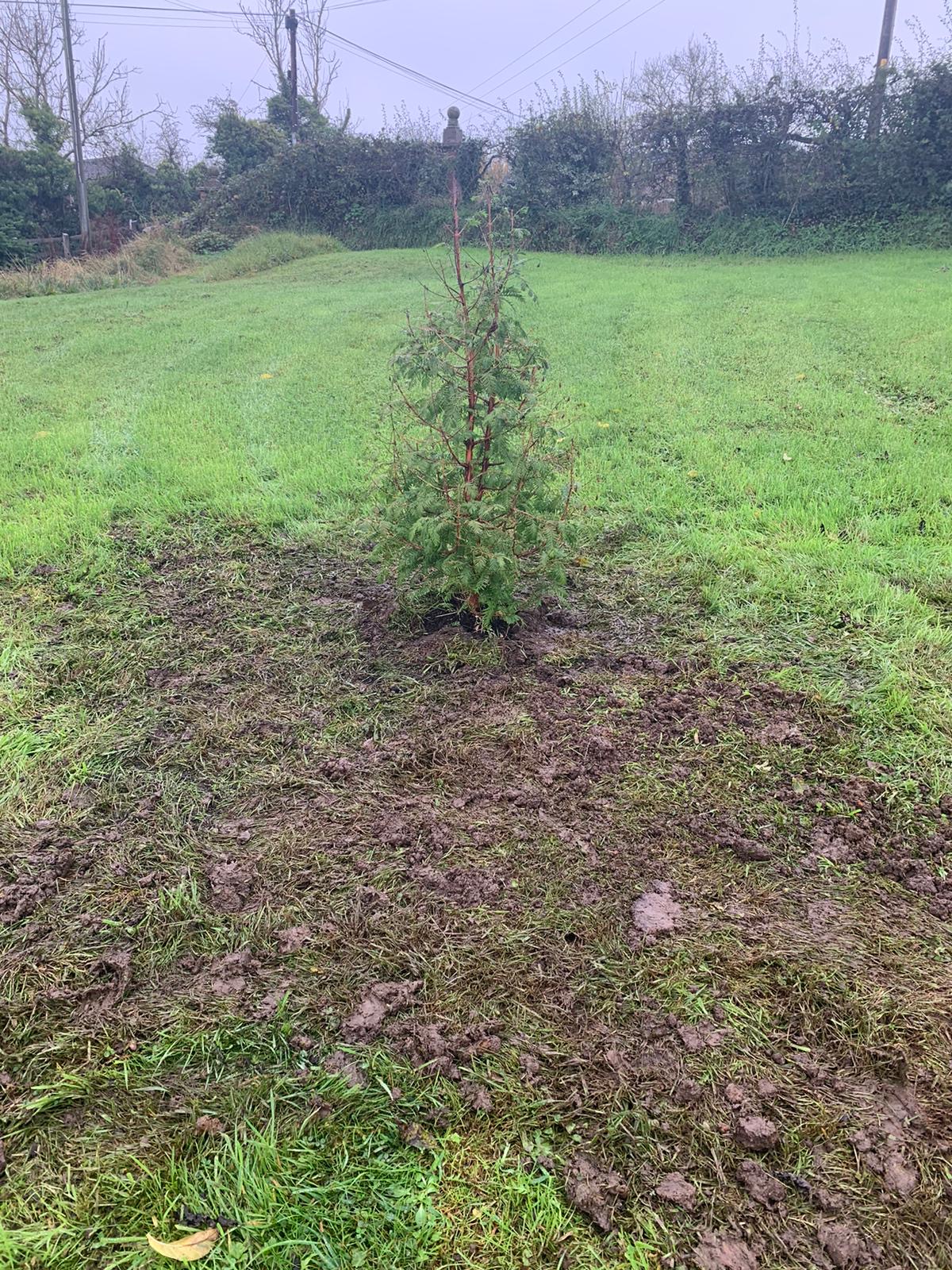 Tree image