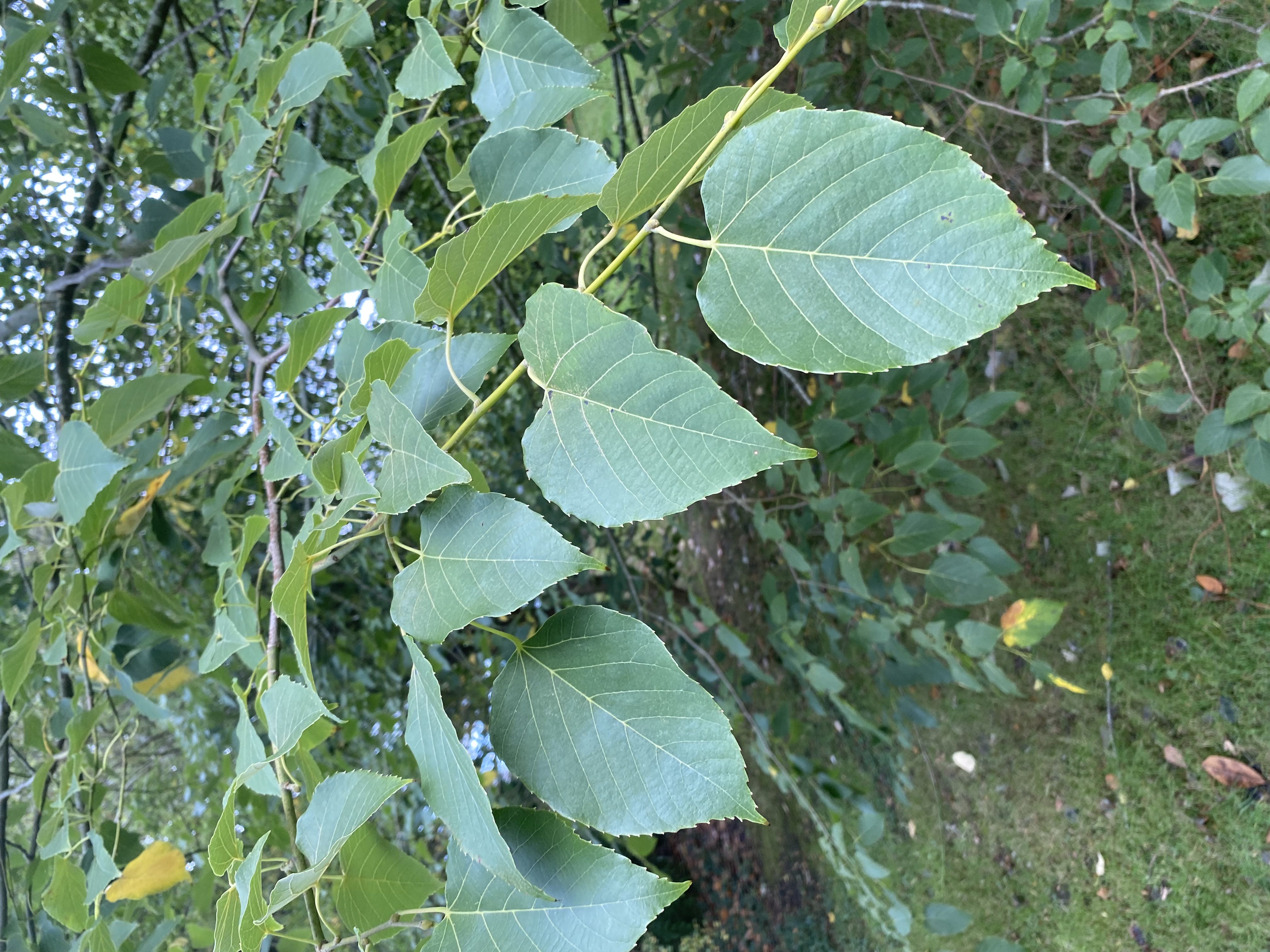 Tree image