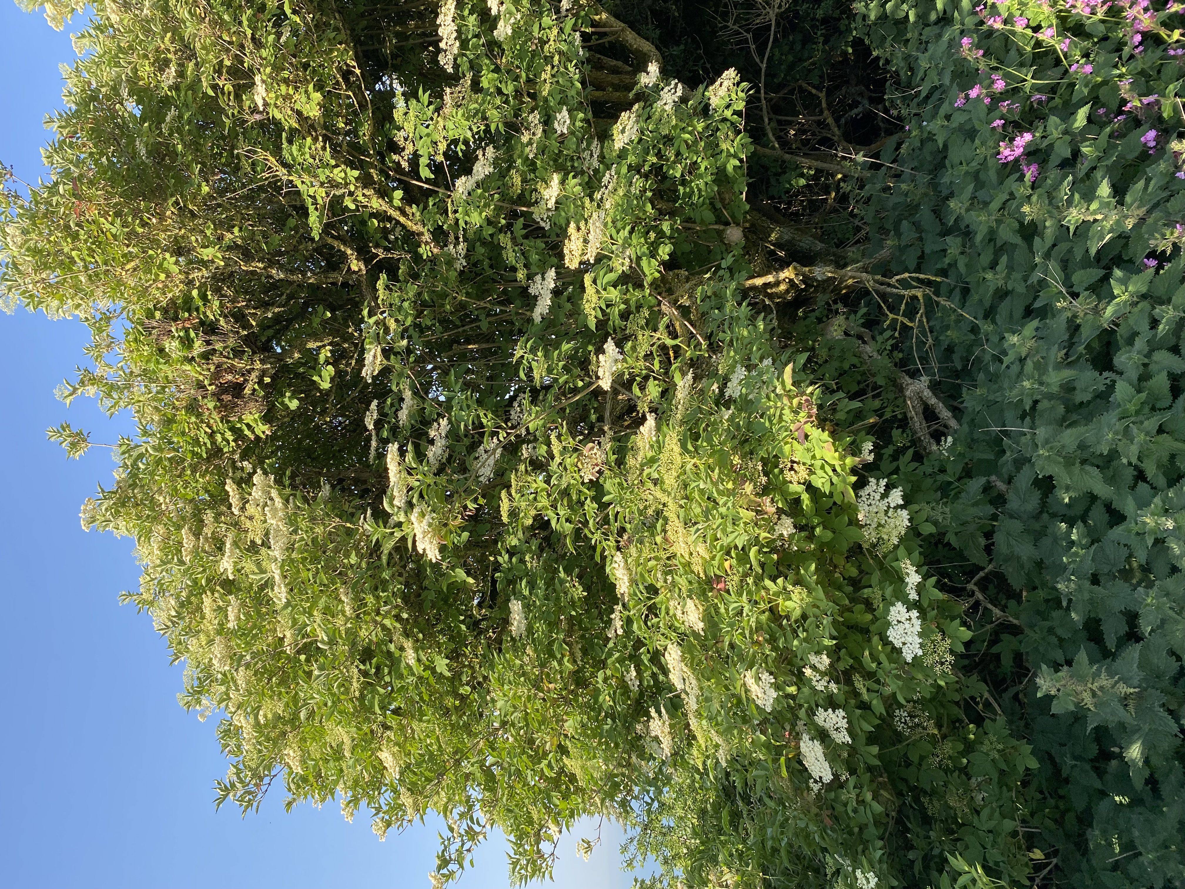 Tree image