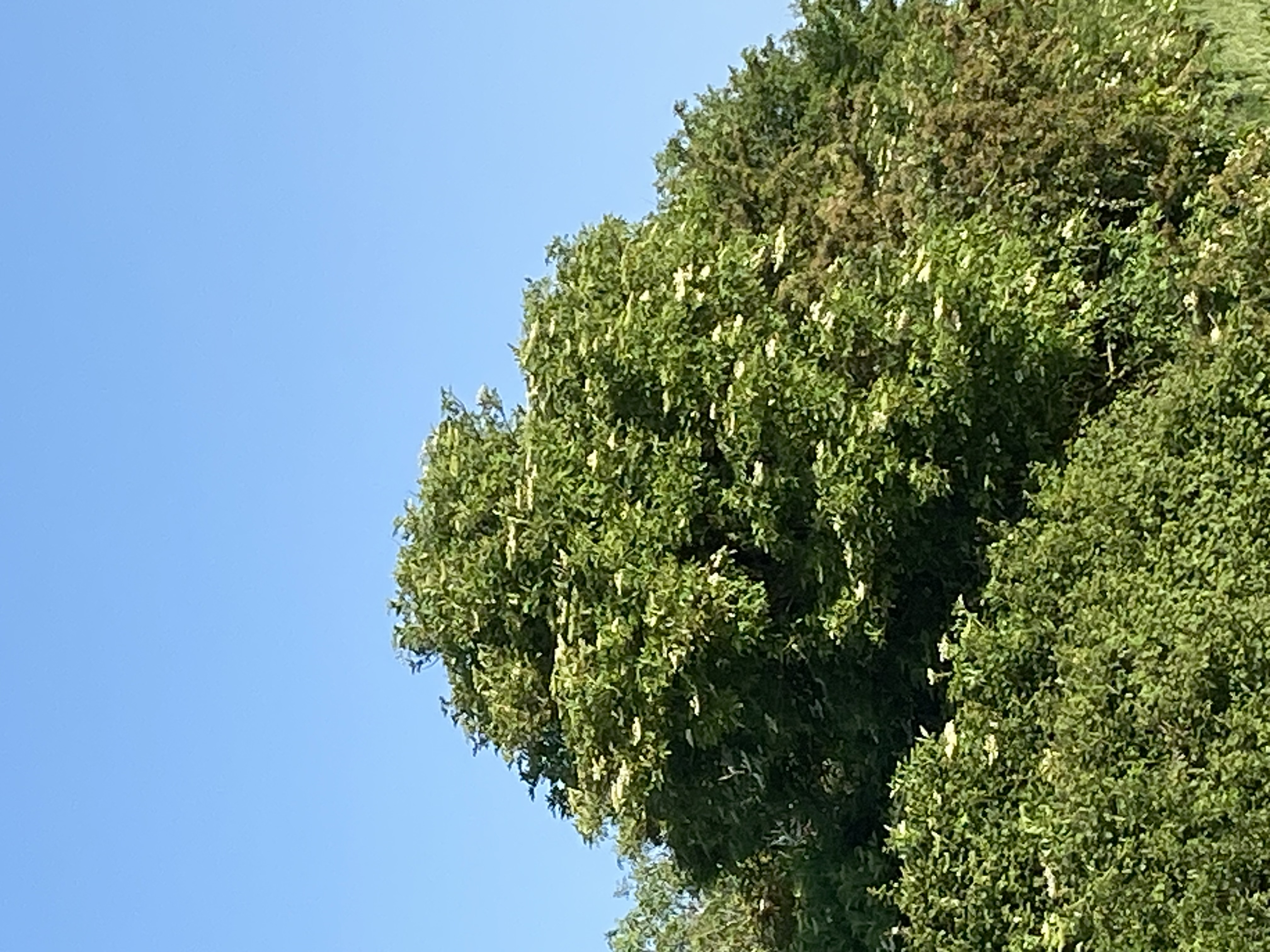 Tree image