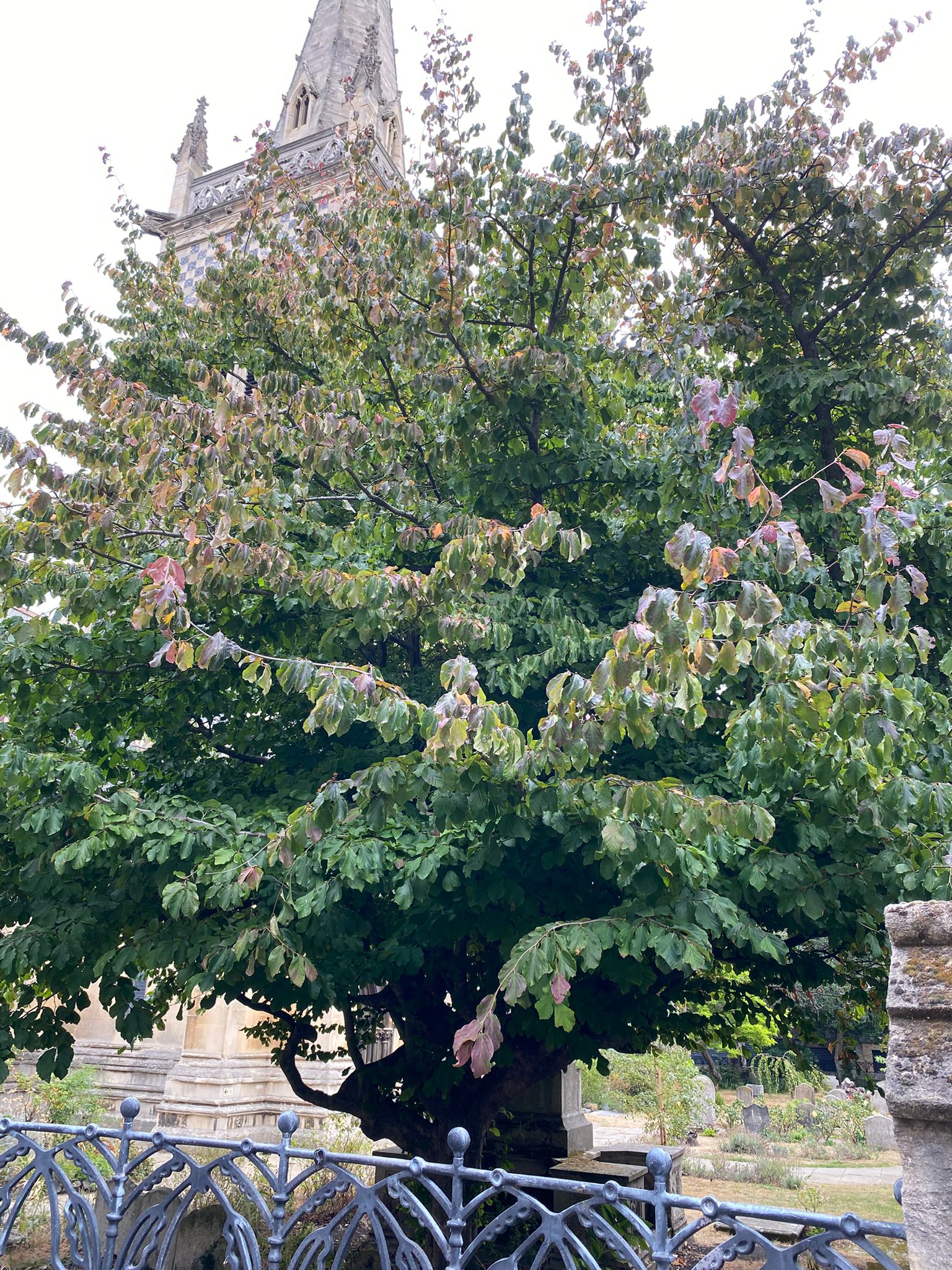 Tree image